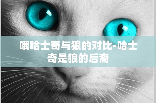 哦哈士奇與狼的對比-哈士奇是狼的后裔