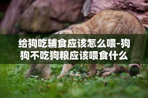 給狗吃輔食應該怎么喂-狗狗不吃狗糧應該喂食什么