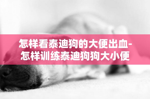 怎樣看泰迪狗的大便出血-怎樣訓練泰迪狗狗大小便