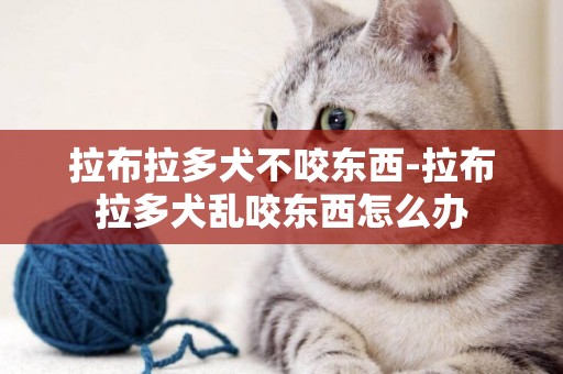 拉布拉多犬不咬東西-拉布拉多犬亂咬東西怎么辦