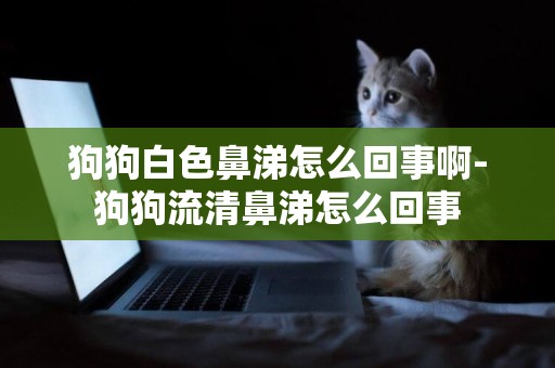 狗狗白色鼻涕怎么回事啊-狗狗流清鼻涕怎么回事