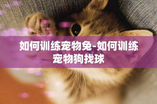 如何訓練寵物兔-如何訓練寵物狗找球