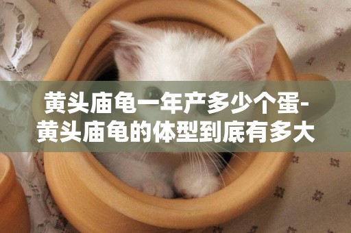 黃頭廟龜一年產多少個蛋-黃頭廟龜的體型到底有多大