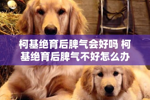 柯基絕育后脾氣會好嗎 柯基絕育后脾氣不好怎么辦