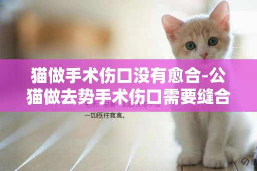 貓做手術傷口沒有愈合-公貓做去勢手術傷口需要縫合