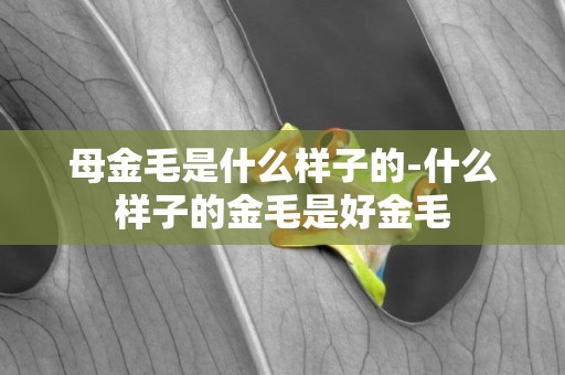 母金毛是什么樣子的-什么樣子的金毛是好金毛