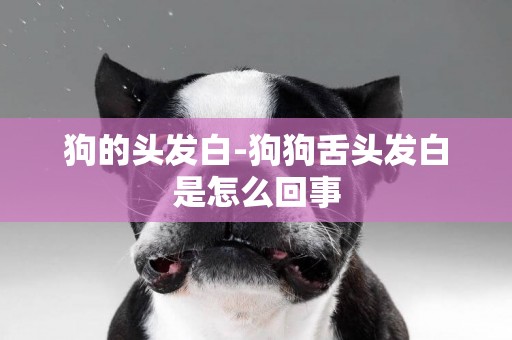 狗的頭發白-狗狗舌頭發白是怎么回事