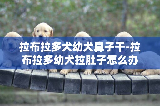 拉布拉多犬幼犬鼻子干-拉布拉多幼犬拉肚子怎么辦