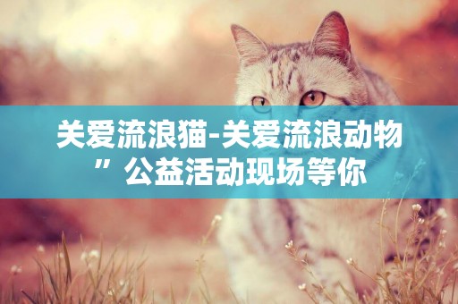 關愛流浪貓-關愛流浪動物”公益活動現場等你