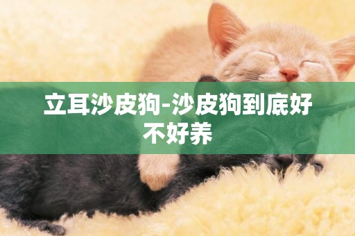 立耳沙皮狗-沙皮狗到底好不好養