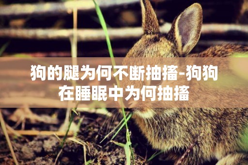 狗的腿為何不斷抽搐-狗狗在睡眠中為何抽搐