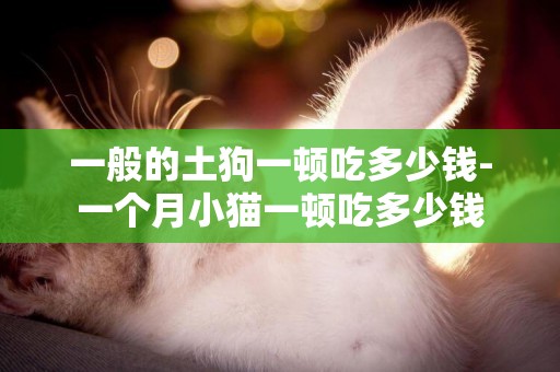 一般的土狗一頓吃多少錢-一個月小貓一頓吃多少錢