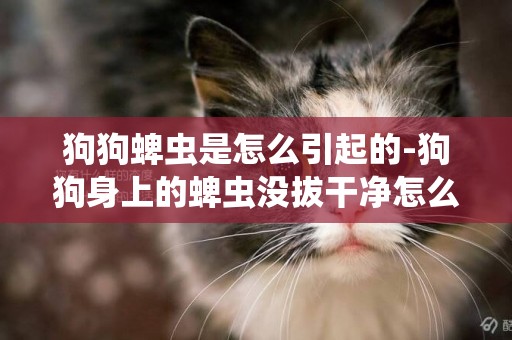 狗狗蜱蟲是怎么引起的-狗狗身上的蜱蟲沒拔干凈怎么辦