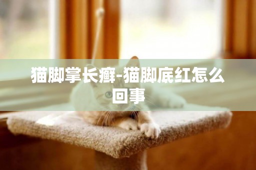 貓腳掌長癬-貓腳底紅怎么回事