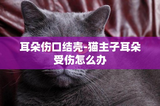 耳朵傷口結殼-貓主子耳朵受傷怎么辦