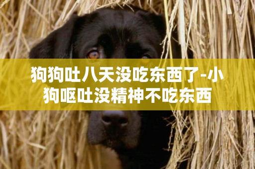 狗狗吐八天沒吃東西了-小狗嘔吐沒精神不吃東西