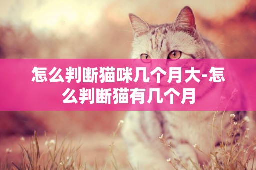 怎么判斷貓咪幾個月大-怎么判斷貓有幾個月