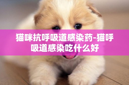貓咪抗呼吸道感染藥-貓呼吸道感染吃什么好