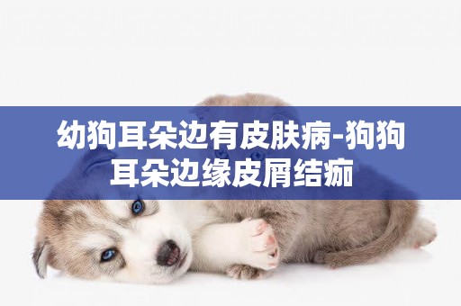 幼狗耳朵邊有皮膚病-狗狗耳朵邊緣皮屑結痂