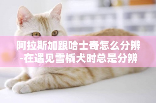 阿拉斯加跟哈士奇怎么分辨-在遇見雪橇犬時總是分辨不出是哈士奇還是阿拉斯加