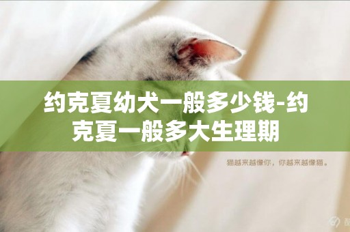 約克夏幼犬一般多少錢-約克夏一般多大生理期