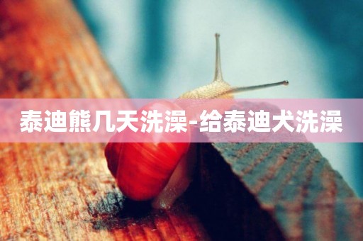 泰迪熊幾天洗澡-給泰迪犬洗澡