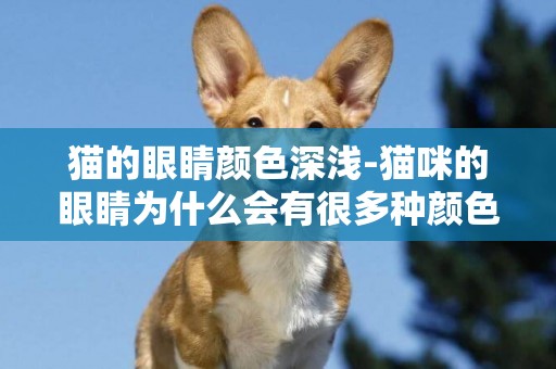 貓的眼睛顏色深淺-貓咪的眼睛為什么會有很多種顏色