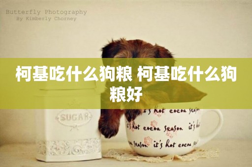 柯基吃什么狗糧 柯基吃什么狗糧好
