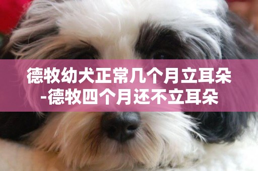 德牧幼犬正常幾個月立耳朵-德牧四個月還不立耳朵