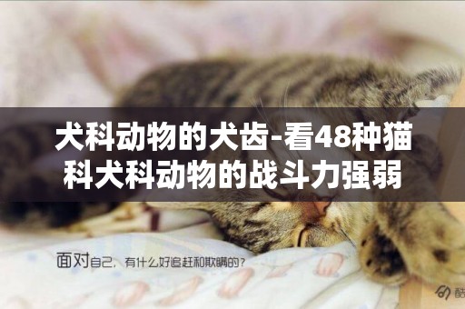 犬科動物的犬齒-看48種貓科犬科動物的戰斗力強弱
