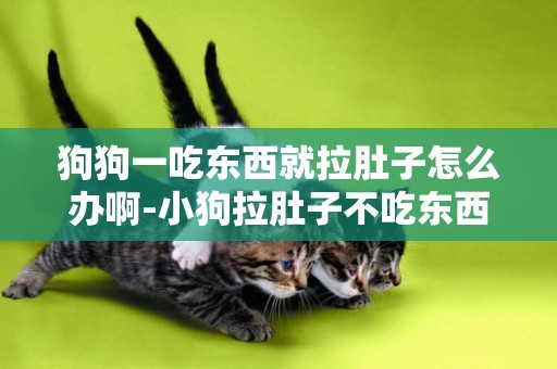 狗狗一吃東西就拉肚子怎么辦啊-小狗拉肚子不吃東西怎么辦