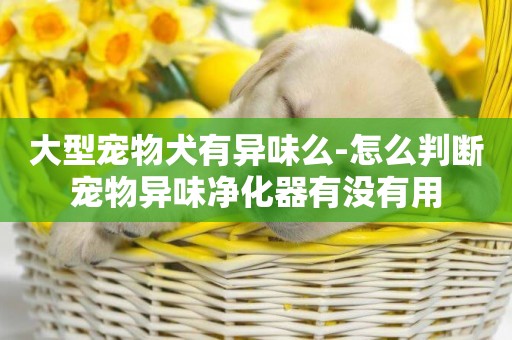 大型寵物犬有異味么-怎么判斷寵物異味凈化器有沒有用