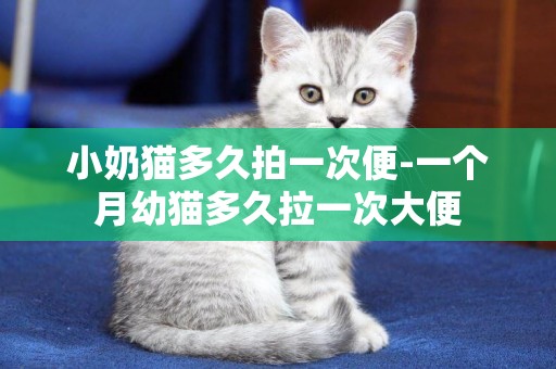 小奶貓多久拍一次便-一個月幼貓多久拉一次大便