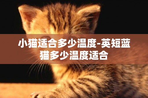 小貓適合多少溫度-英短藍貓多少溫度適合