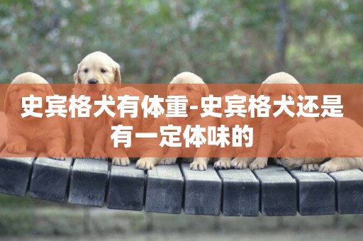 史賓格犬有體重-史賓格犬還是有一定體味的