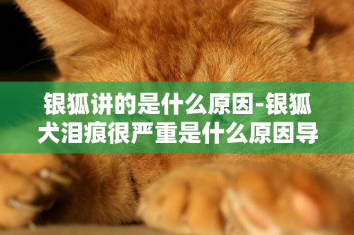 銀狐講的是什么原因-銀狐犬淚痕很嚴重是什么原因導致的