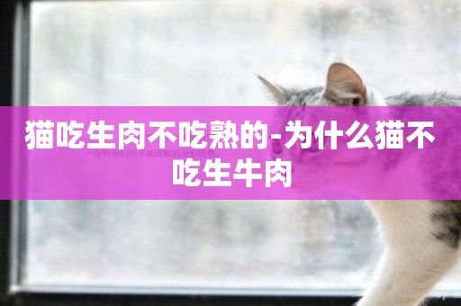 貓吃生肉不吃熟的-為什么貓不吃生牛肉