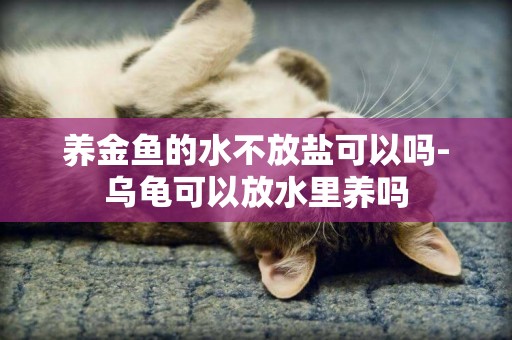 養金魚的水不放鹽可以嗎-烏龜可以放水里養嗎