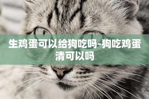 生雞蛋可以給狗吃嗎-狗吃雞蛋清可以嗎