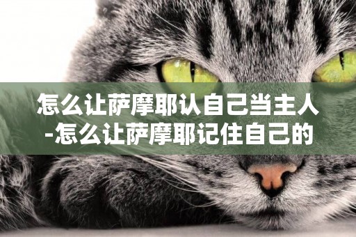 怎么讓薩摩耶認自己當主人-怎么讓薩摩耶記住自己的名字