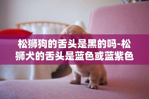 松獅狗的舌頭是黑的嗎-松獅犬的舌頭是藍色或藍紫色