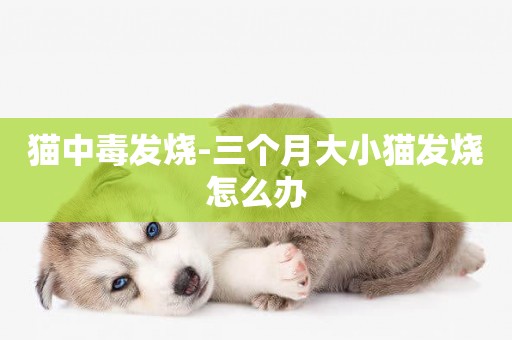 貓中毒發燒-三個月大小貓發燒怎么辦