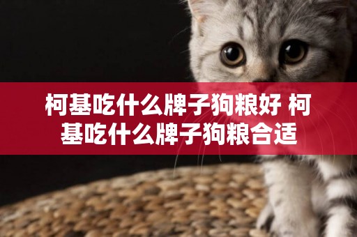 柯基吃什么牌子狗糧好 柯基吃什么牌子狗糧合適