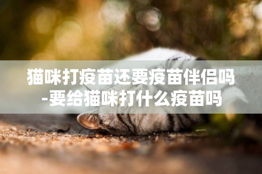 貓咪打疫苗還要疫苗伴侶嗎-要給貓咪打什么疫苗嗎