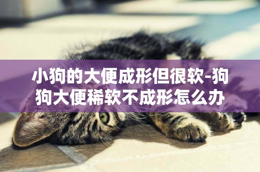 小狗的大便成形但很軟-狗狗大便稀軟不成形怎么辦
