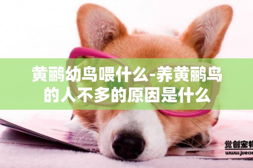 黃鸝幼鳥喂什么-養黃鸝鳥的人不多的原因是什么