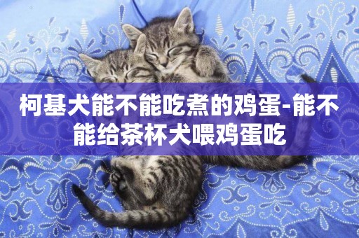 柯基犬能不能吃煮的雞蛋-能不能給茶杯犬喂雞蛋吃
