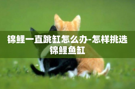 錦鯉一直跳缸怎么辦-怎樣挑選錦鯉魚缸