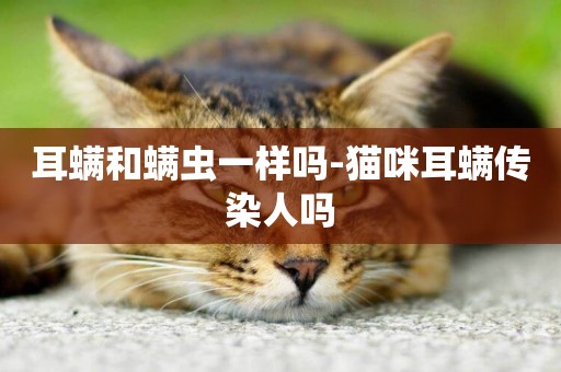 耳螨和螨蟲一樣嗎-貓咪耳螨傳染人嗎