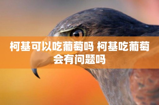 柯基可以吃葡萄嗎 柯基吃葡萄會有問題嗎
